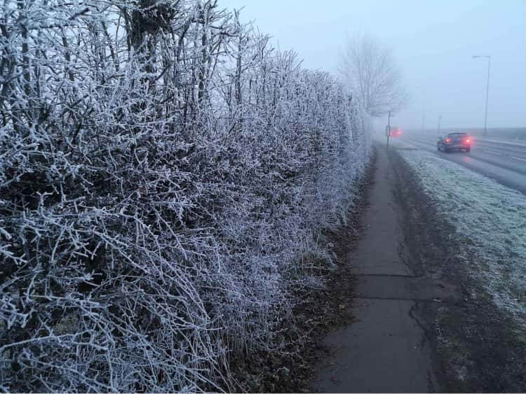 A frost covered hedge beside a muddy concrete path next to a road I walk home on. Two cars are on the road with their lights on, barely visible in the heavy fog.