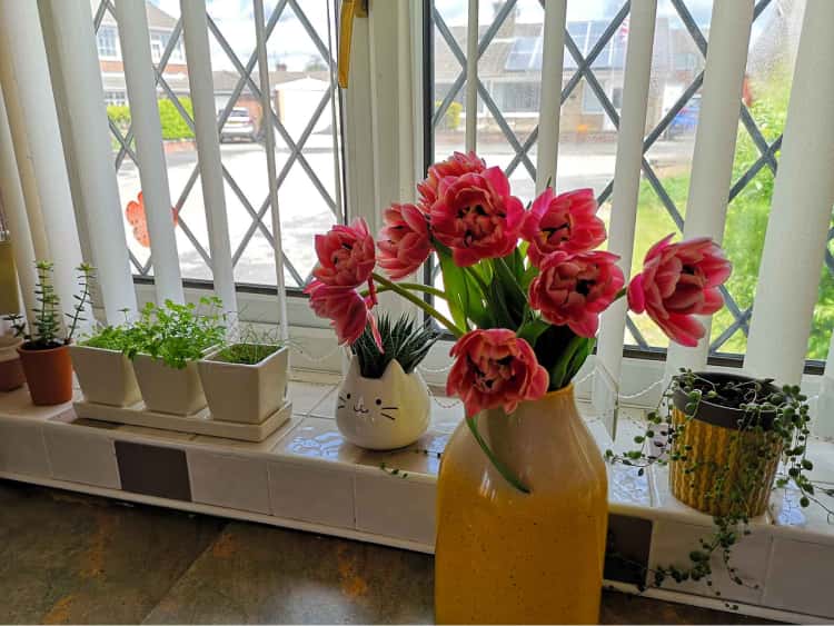 A series of succulents on our kitchen windowsill in the background with bright pink flowers in a tall yellow vase in the foreground.